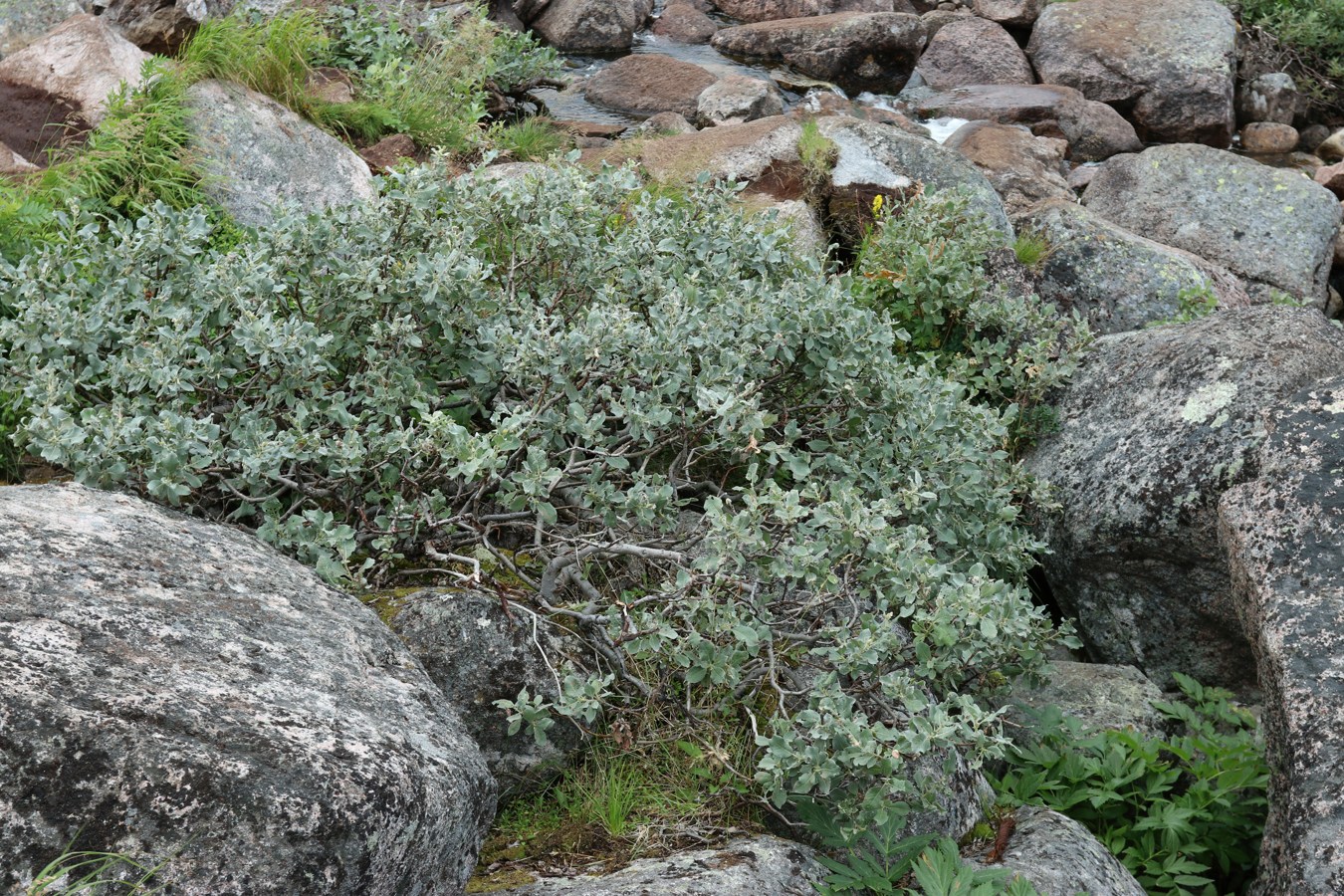 Image of Salix lanata specimen.