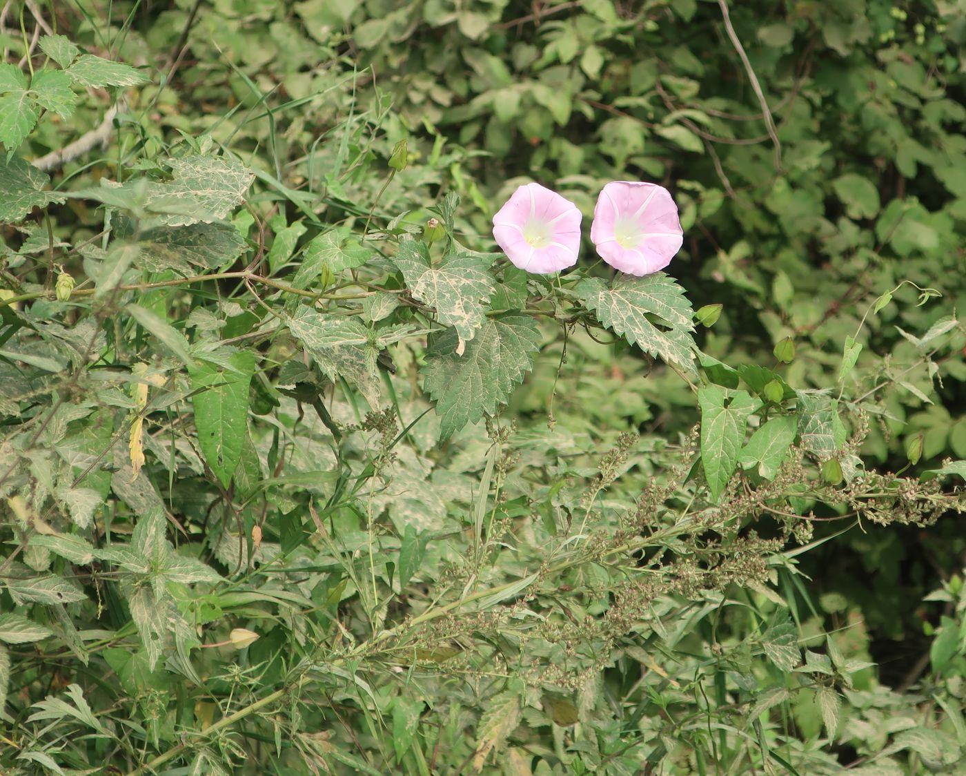 Image of Calystegia spectabilis specimen.