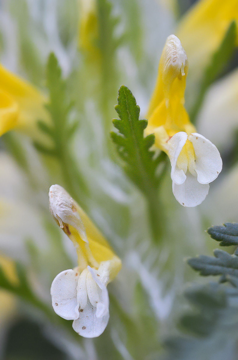 Image of Pedicularis condensata specimen.