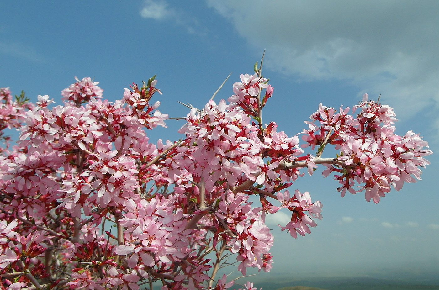 Изображение особи Amygdalus spinosissima.