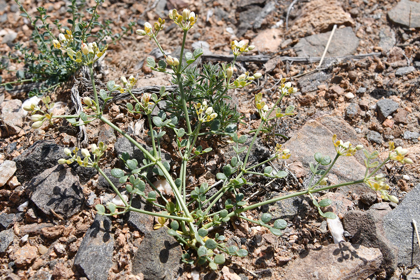 Image of Zygophyllum miniatum specimen.