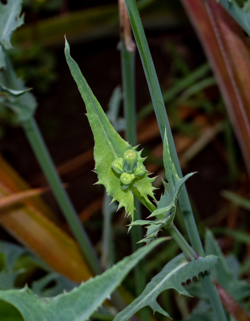 Image of Sonchus oleraceus specimen.