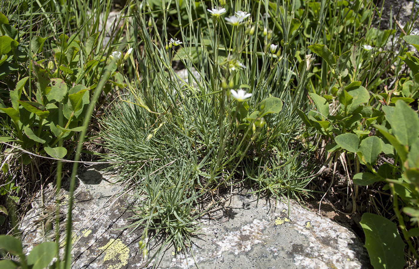 Image of Minuartia circassica specimen.