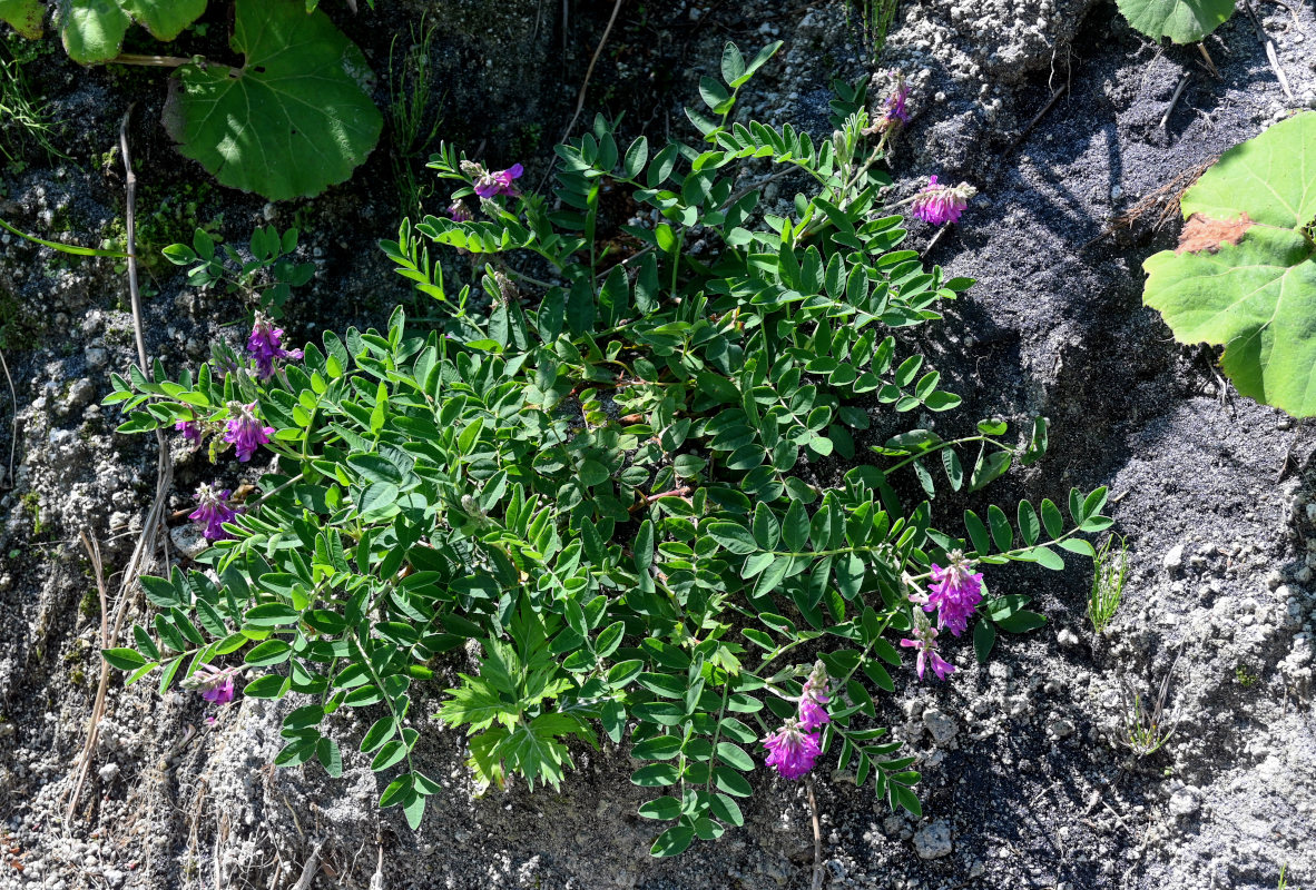 Изображение особи Hedysarum nonnae.