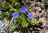 Gentiana karelinii. Цветущее растение. Киргизия, Ошская обл., Памир, Заалайский хр., долина р. Ачик-Таш, ≈ 3600 м н.у.м., альпийский луг. 03.07.2022.