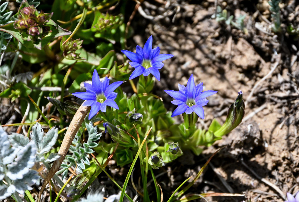 Image of Gentiana karelinii specimen.