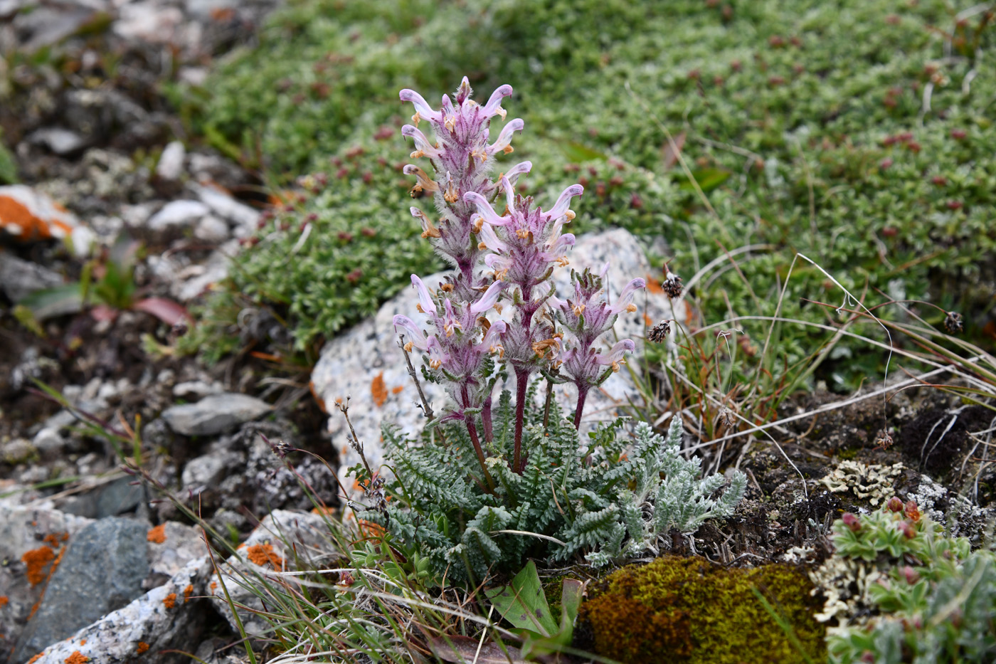 Image of Pedicularis violascens specimen.