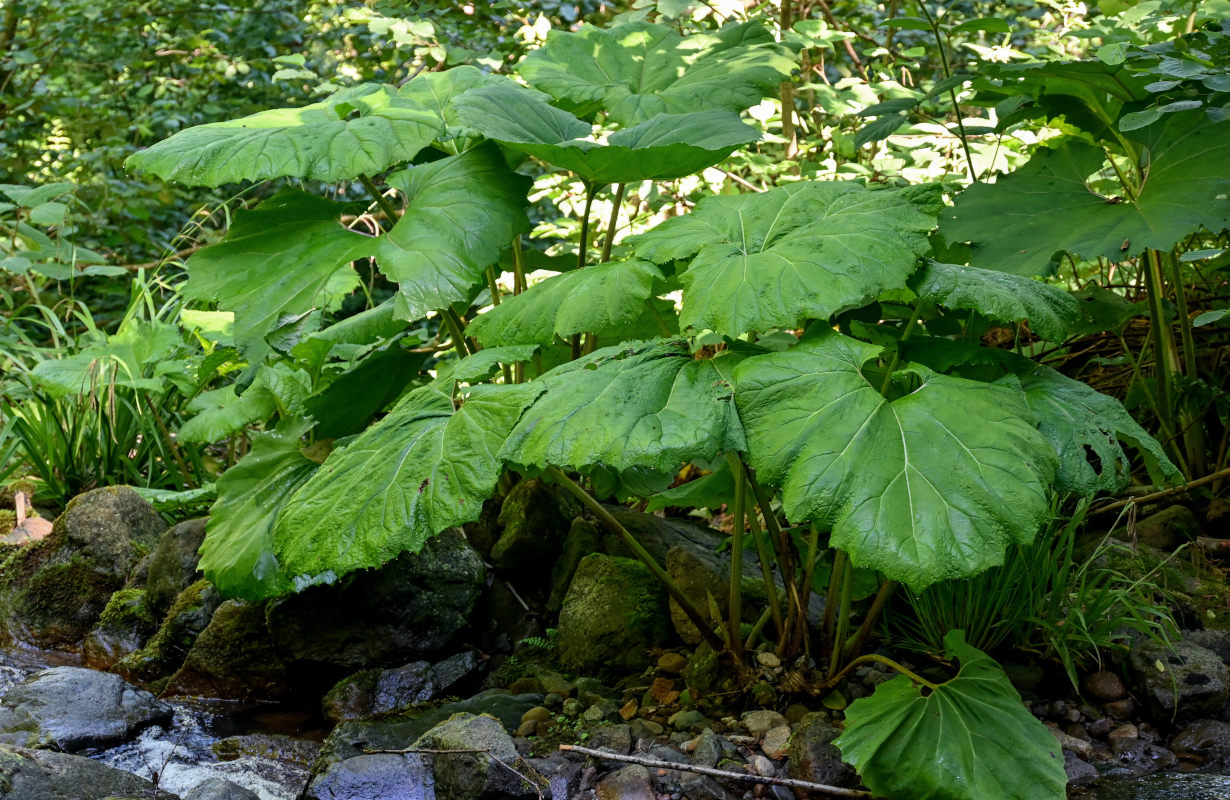 Изображение особи Petasites hybridus.