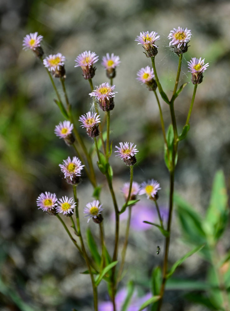 Image of Erigeron acris specimen.