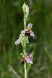 Ophrys apifera. Соцветие с аномальным нижним цветком. Краснодарский край, г/о Сочи, Адлерский р-н, окр. с. Ахштырь, ок. 300 м выс., н. у. м., травянистый склон со скальными плитами. 29 мая 2023 г.