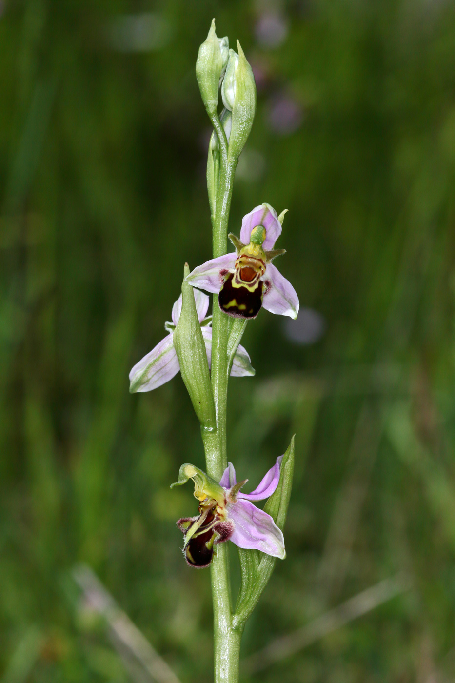 Image of Ophrys apifera specimen.