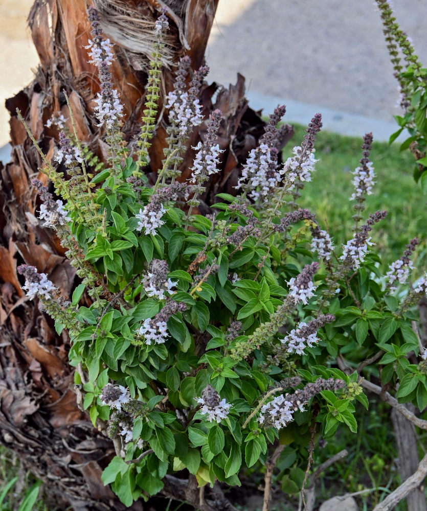 Изображение особи Ocimum basilicum.