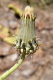 Taraxacum turcomanicum. Соплодие. Узбекистан, Ташкентская обл., Чаткальский хр., кишлак Эрташ. 12.07.2023.