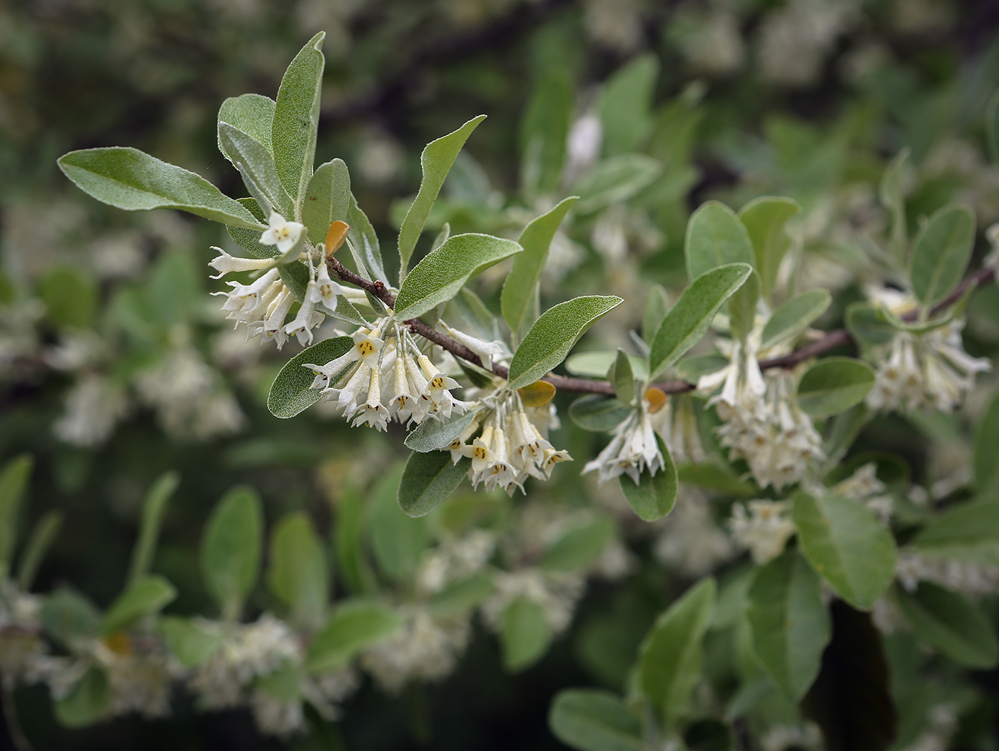 Изображение особи Elaeagnus umbellata.