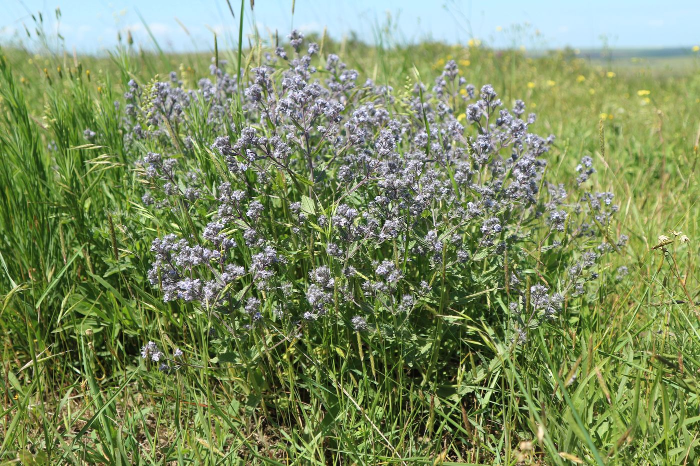 Image of Nepeta parviflora specimen.