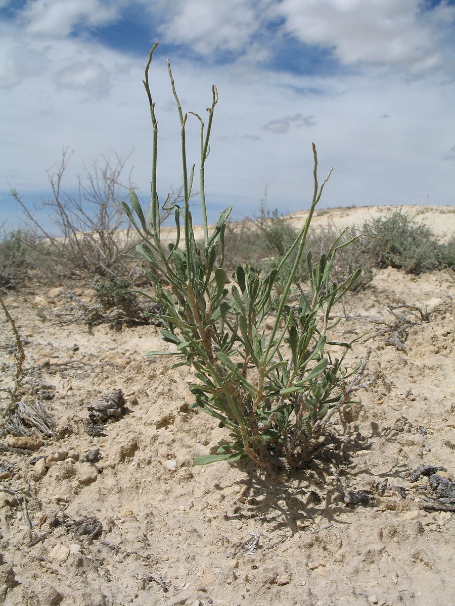 Image of Limonium suffruticosum specimen.