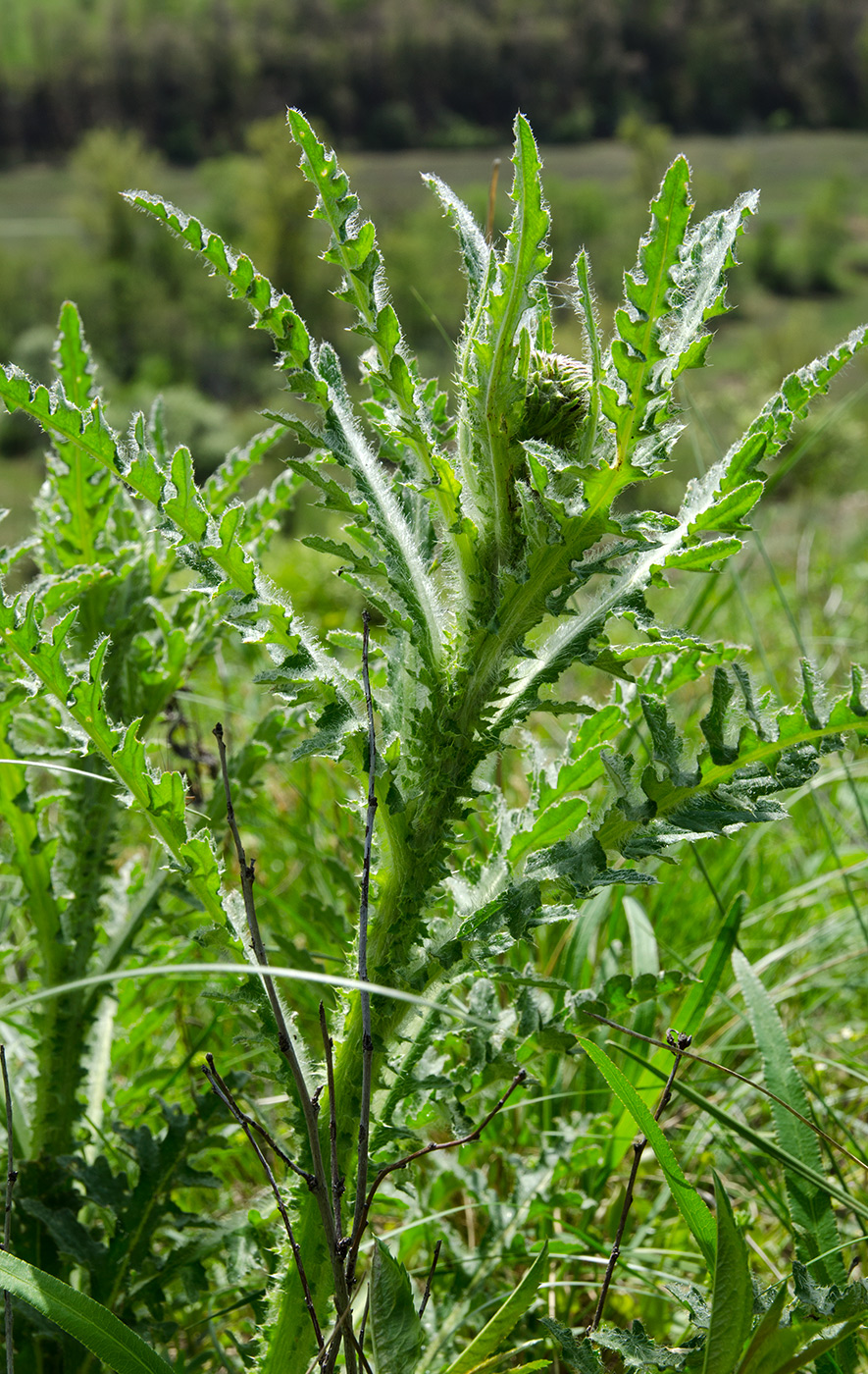 Image of genus Carduus specimen.