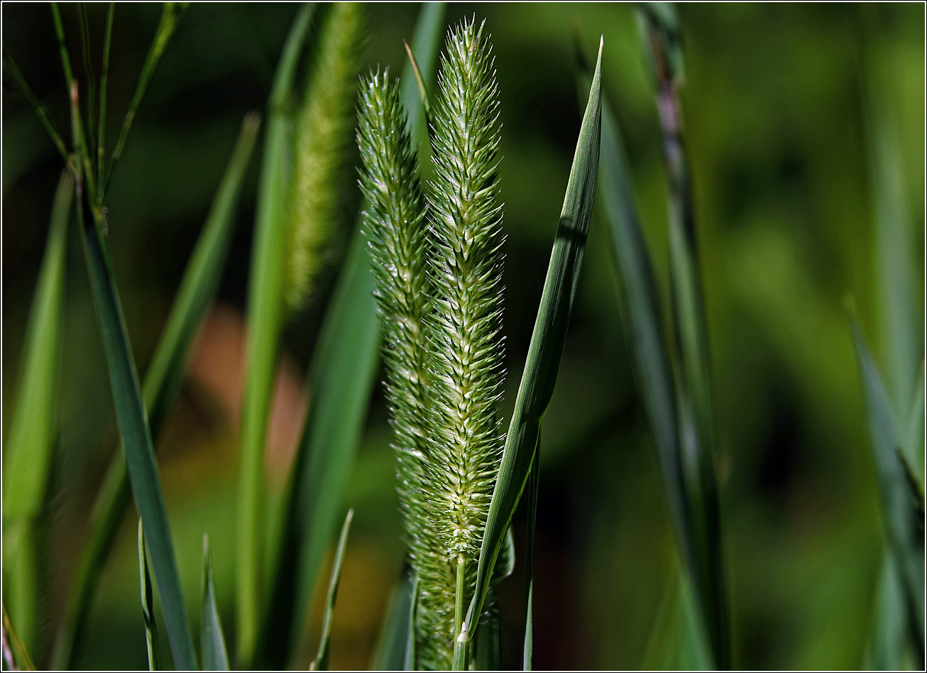 Image of Phleum pratense specimen.