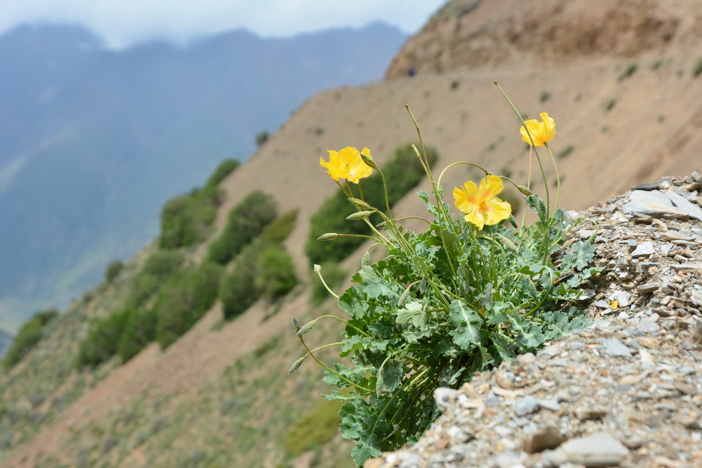 Изображение особи Glaucium squamigerum.