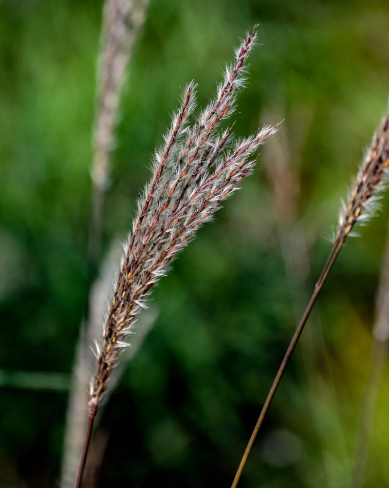 Изображение особи Miscanthus sinensis.