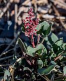 Rumex simpliciflorus. Верхушка побега с соцветием. Марокко, обл. Драа - Тафилалет, г. Тингир, каменистый склон. 02.01.2023.