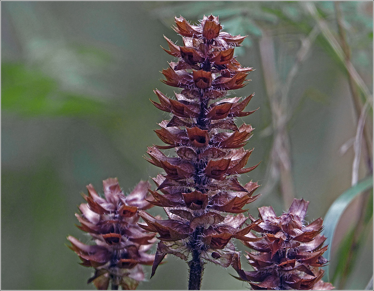 Image of Prunella vulgaris specimen.