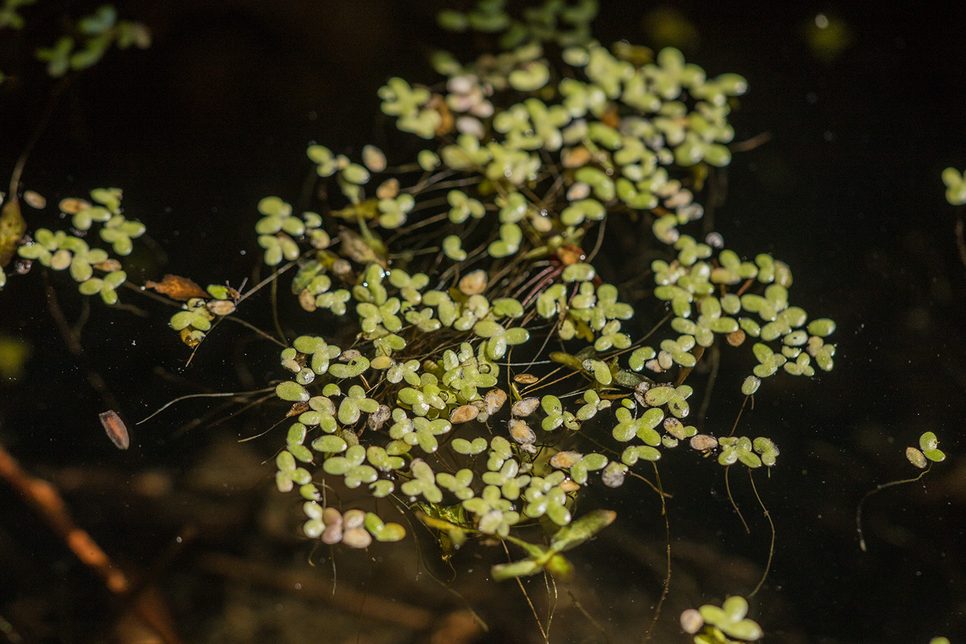 Image of genus Lemna specimen.