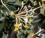 Lonicera etrusca. Соцветие. Краснодарский край, МО г. Анапа, окр. с. Сукко, п-ов Абрау, Муркин перевал, приморский склон. 14.06.2021.