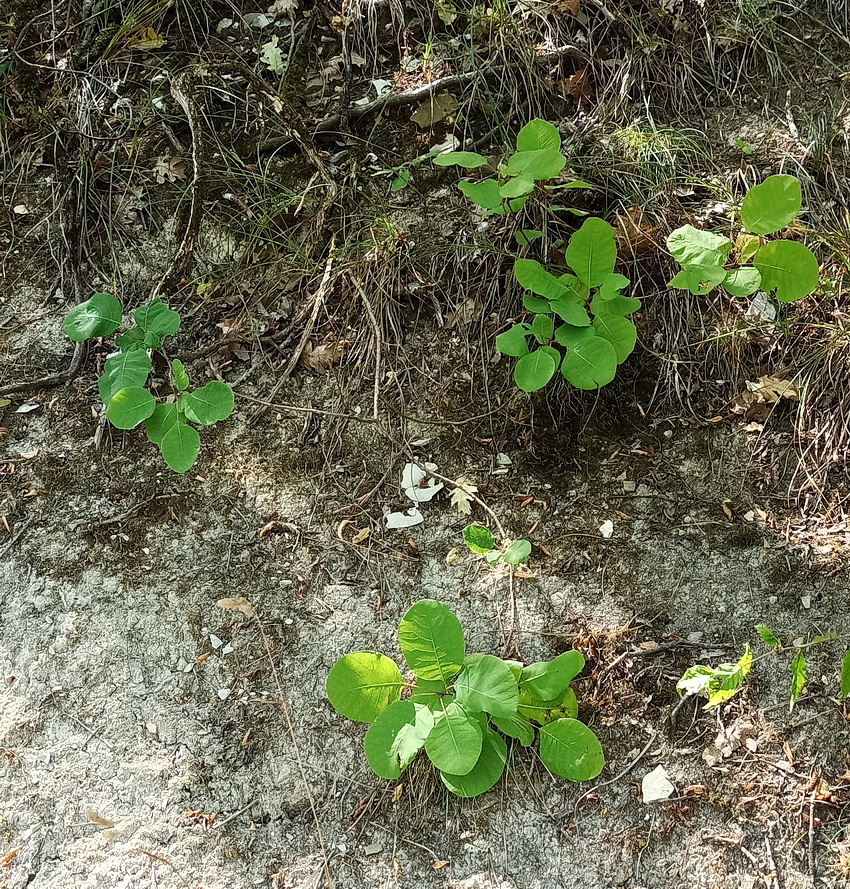 Image of Lonicera etrusca specimen.