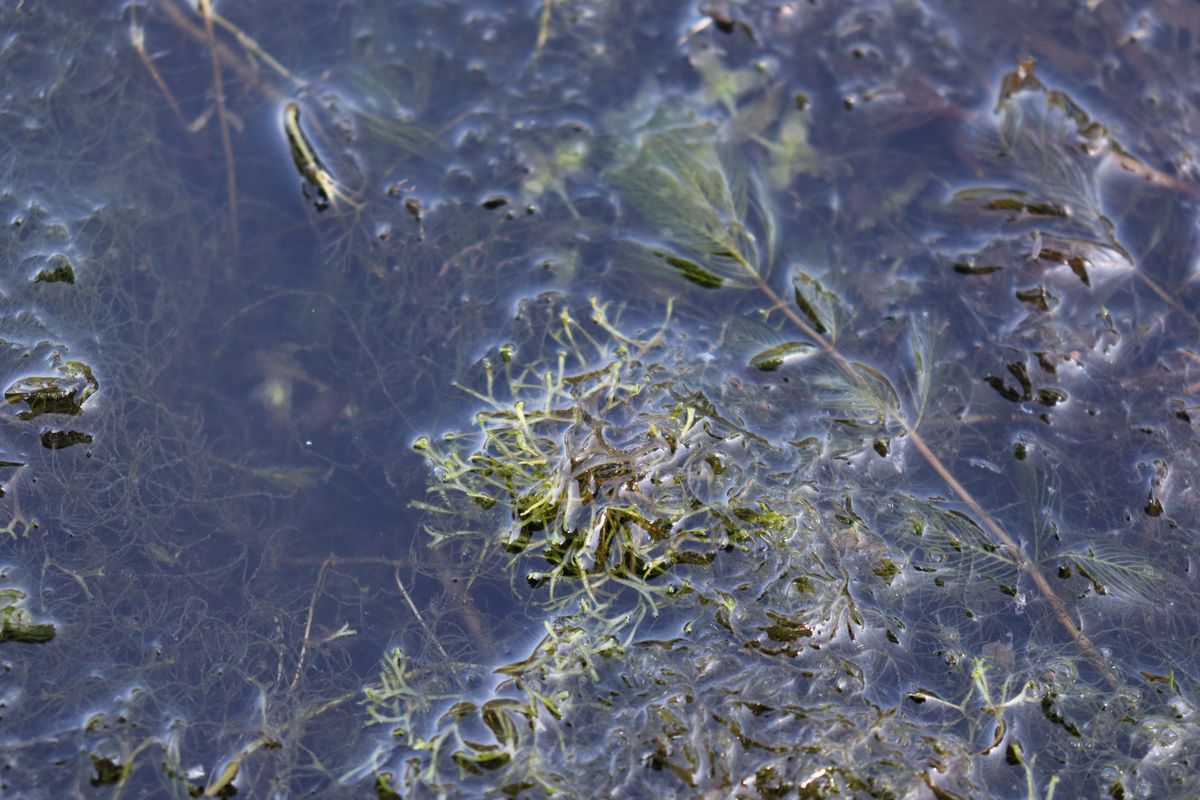 Image of Riccia fluitans specimen.