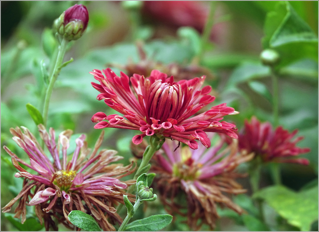 Image of Chrysanthemum indicum specimen.