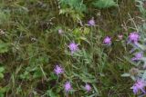 Centaurea jacea