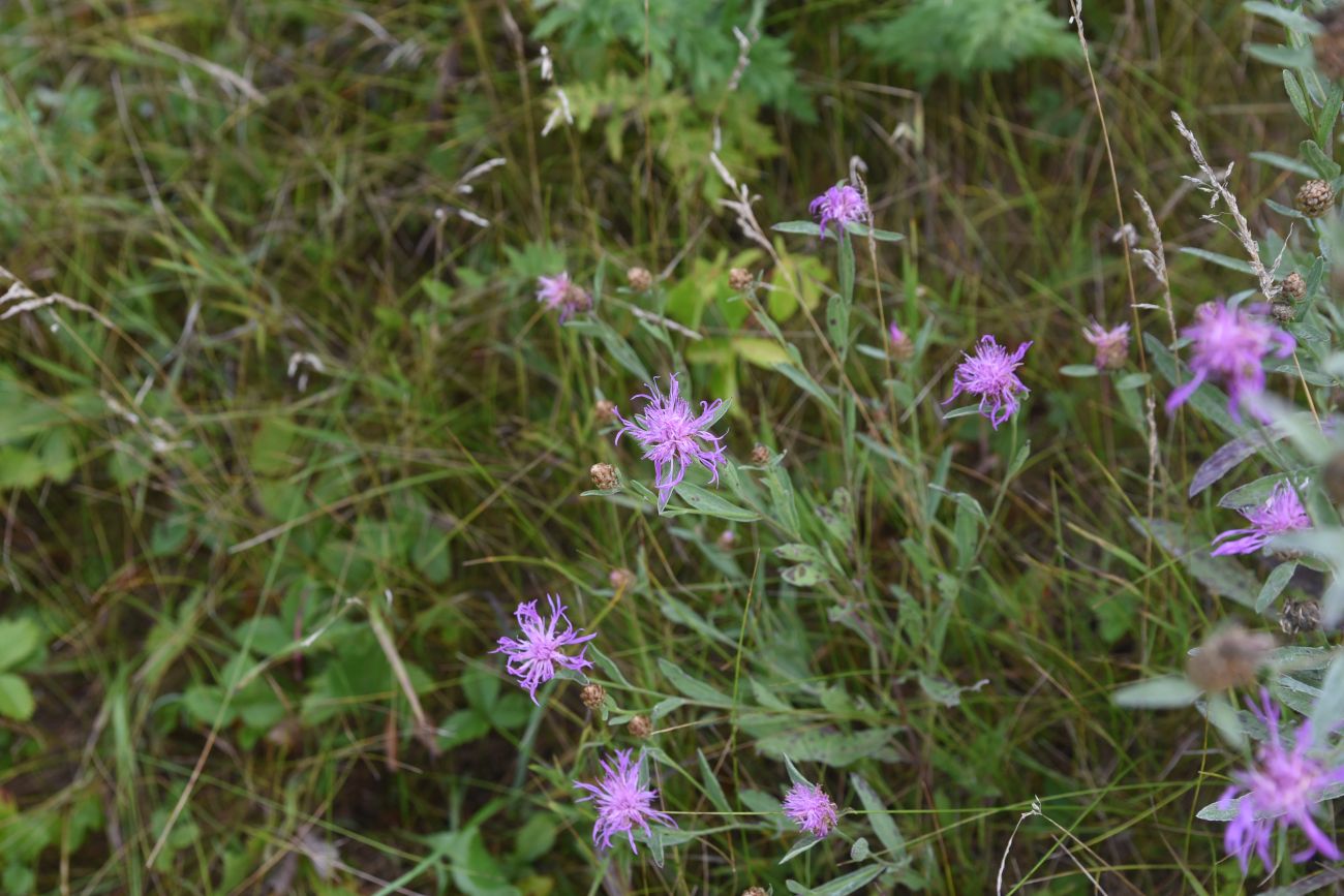 Изображение особи Centaurea jacea.