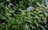 Lysimachia clethroides