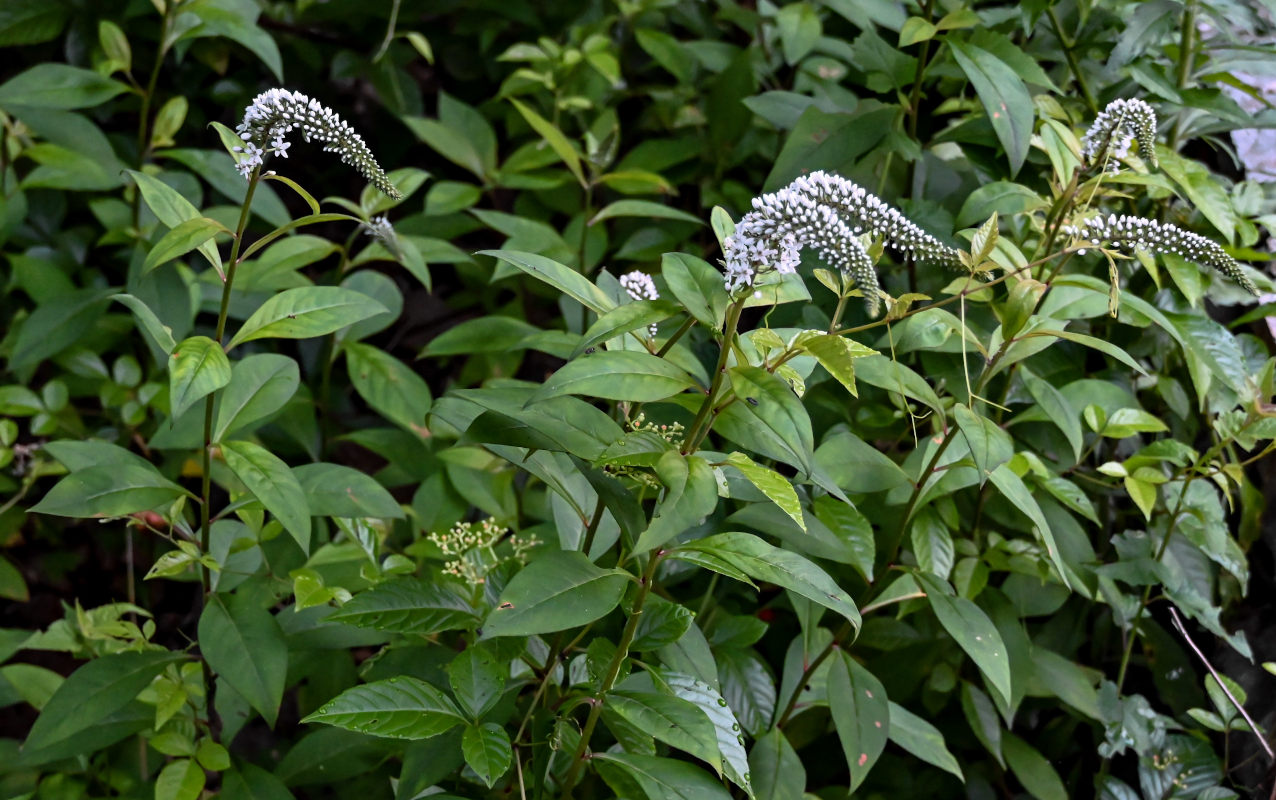 Изображение особи Lysimachia clethroides.