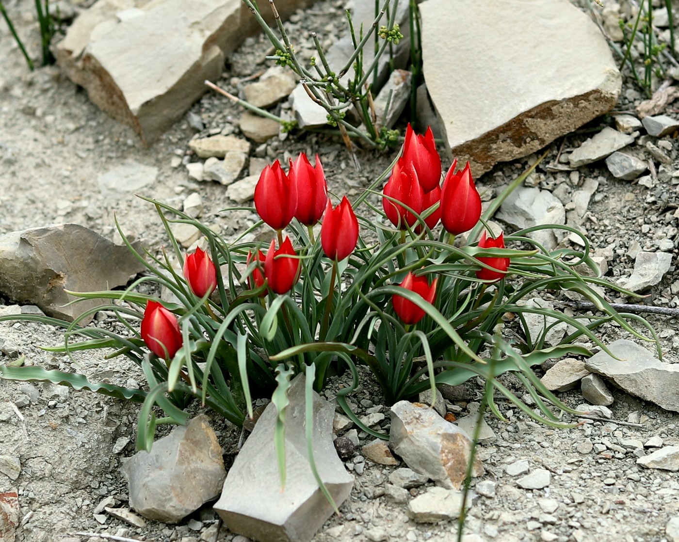 Image of Tulipa wilsoniana specimen.