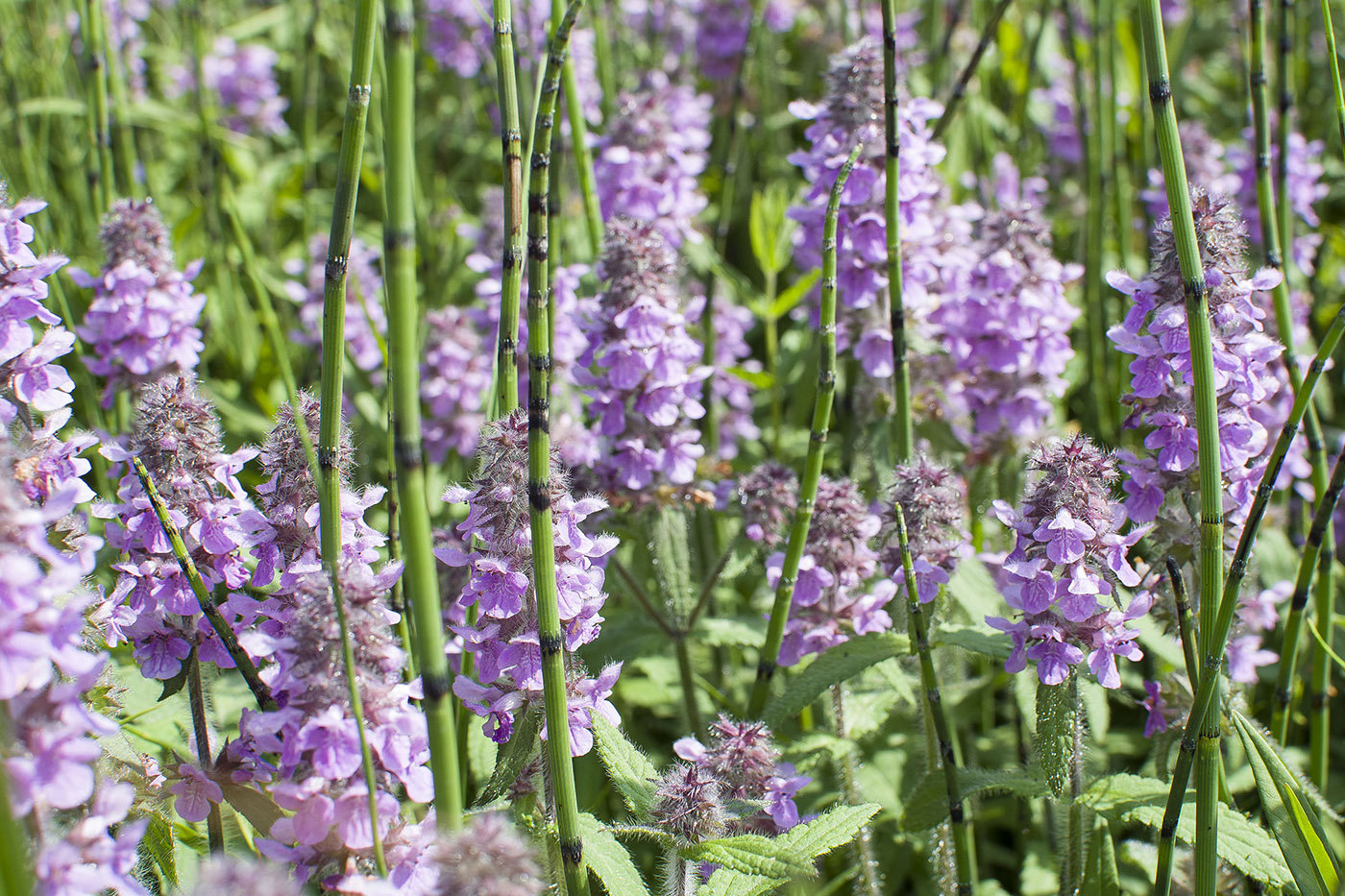 Image of Stachys aspera specimen.