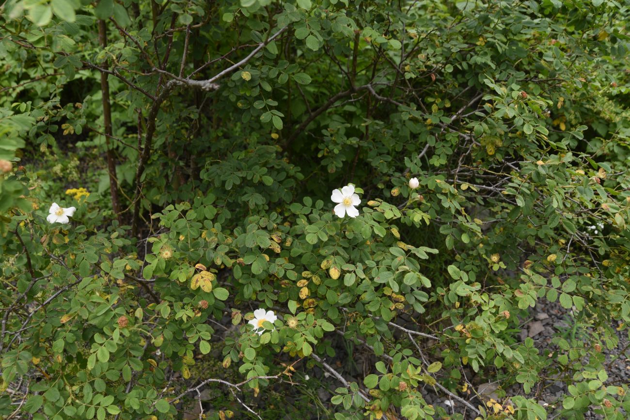 Image of genus Rosa specimen.