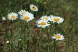 Leucanthemum ircutianum. Верхушки побегов с цветущими и развивающимися соцветиями. Ленинградская обл., Ломоносовский р-н, окр. Шепелёвского маяка; п-ов Каравалдай, сухой суходольный разнотравно-злаковый луг за береговым валом. 16.06.2024.