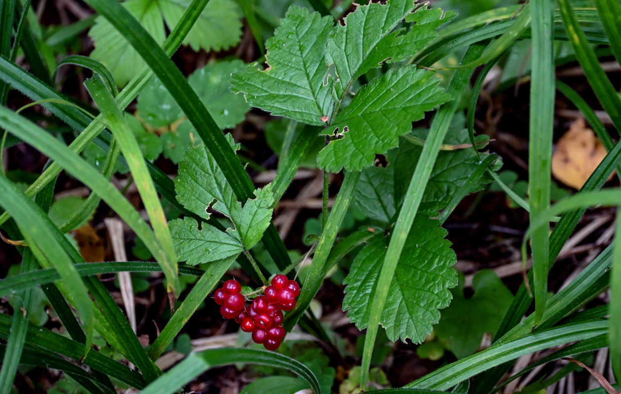 Image of Rubus saxatilis specimen.