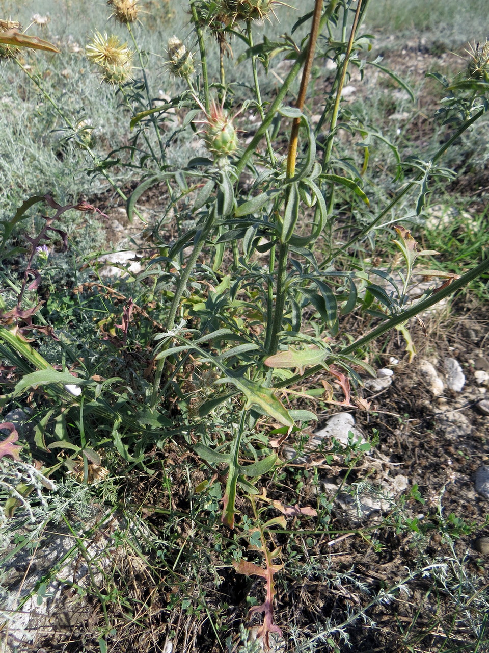 Изображение особи Centaurea reflexa.