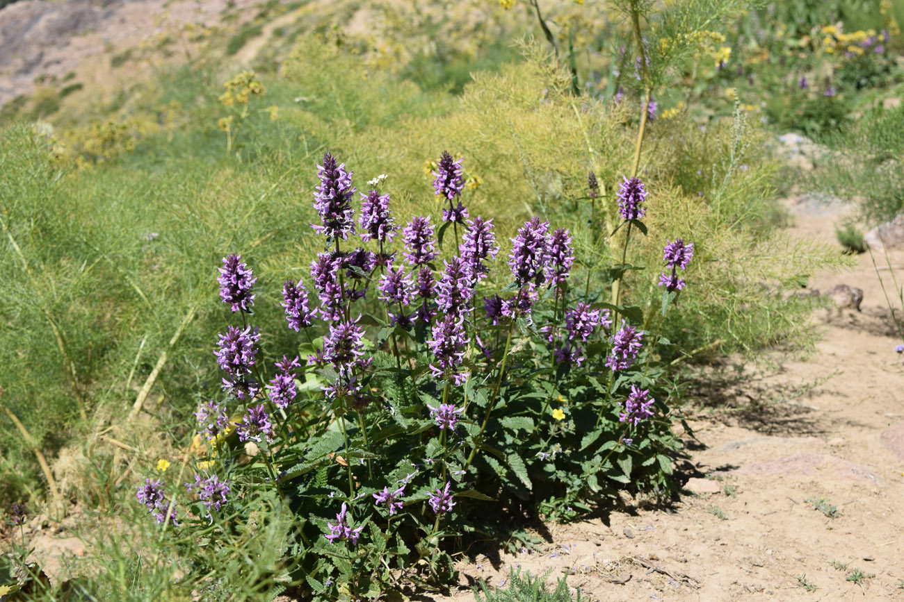 Изображение особи Betonica betoniciflora.