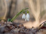 Galanthus alpinus. Цветущие растения. Краснодарский край, Крымский р-н, окр. станицы Неберджаевская, ур. Малый Яр, буково-грабово-дубовый лес. 08.03.2025.