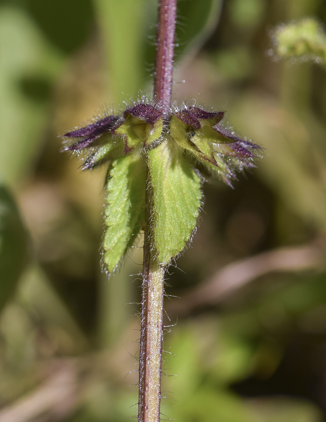 Image of Stachys arvensis specimen.