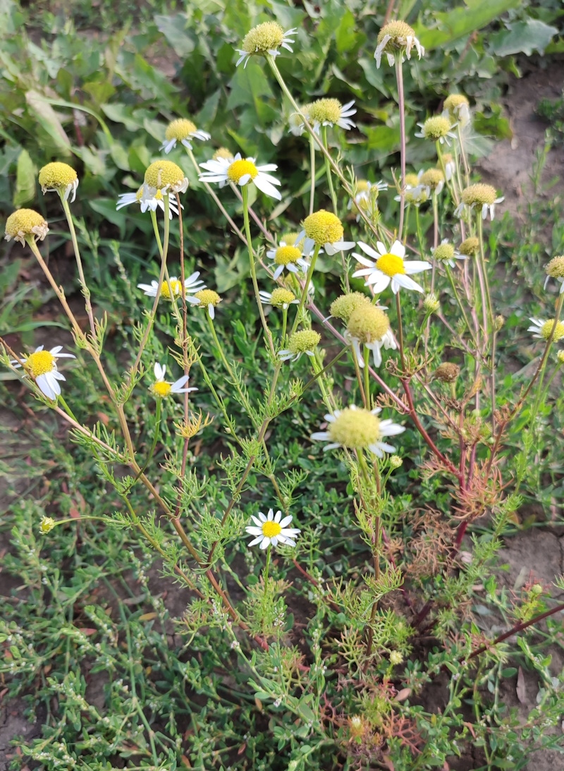 Изображение особи Tripleurospermum inodorum.