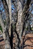 View full-size image Parrotia persica