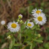 Смотреть изображение семейство Asteraceae