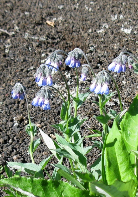 Image of Mertensia pubescens specimen.