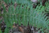 View full-size image Pteridium tauricum