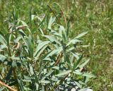 View full-size image genus Euphorbia